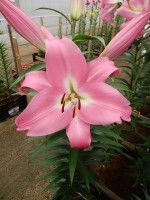 [5159 Tabledance MakTL No01.JPG]